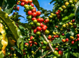 New coffee regulations set to streamline sector