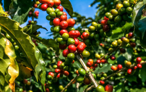 New coffee regulations set to streamline sector