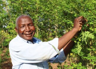AGRIBUSINESS: Retired banker mints coins from moringa tree farming