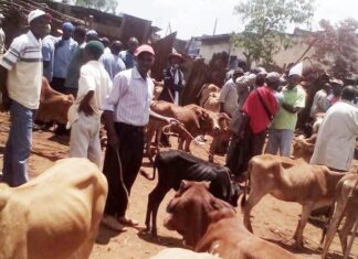 More animal markets opened to benefit residents