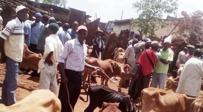 More animal markets opened to benefit residents