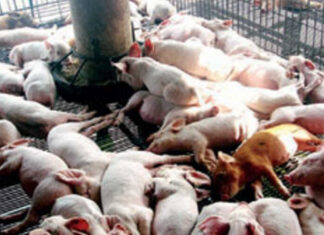 ANIMAL HUSBANDRY: Poor treatment of animals fueling antimicrobial resistance, experts say