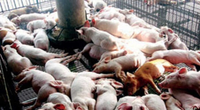 ANIMAL HUSBANDRY: Poor treatment of animals fueling antimicrobial resistance, experts say