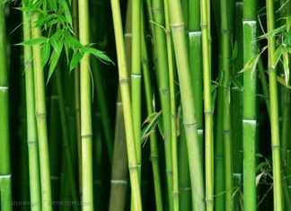 ENVIRONMENT: KEFRI roots for bamboo growing