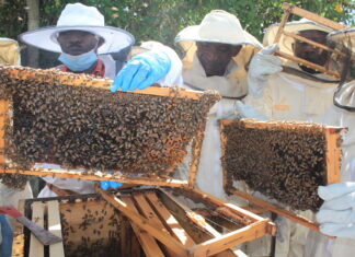 Kitui starts multiplication of bees