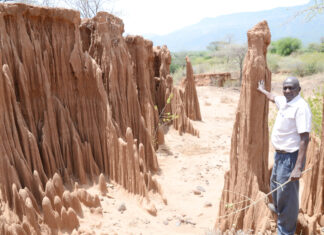 AGRIBUSINESS: Farmer rehabilitates gullies to mint money