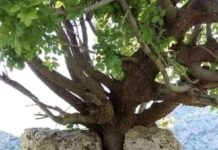 THIS, THAT & OTHER: Surmounting the odds