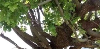 THIS, THAT & OTHER: Surmounting the odds