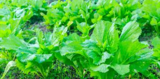 HEALTH: Is what you are eating killing you slowly?