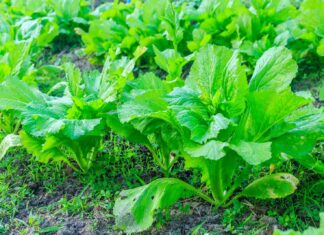 HEALTH: Is what you are eating killing you slowly?