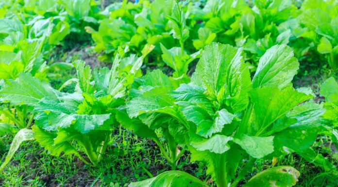 HEALTH: Is what you are eating killing you slowly?