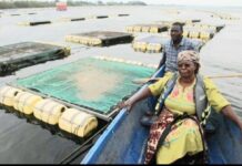 Region seeks to control cage fishing
