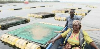 Region seeks to control cage fishing