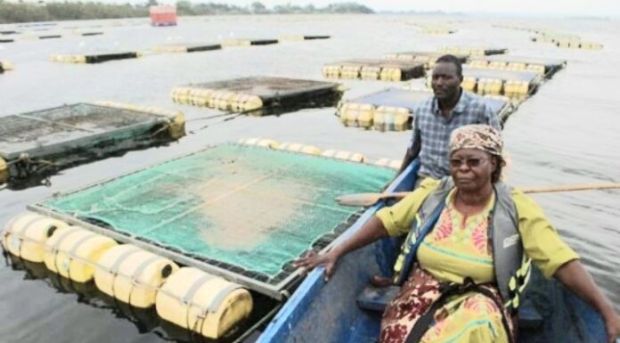Region seeks to control cage fishing