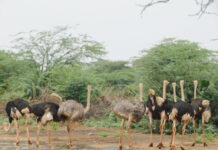 SPECIAL FEATURE: Why Baringo Ostrich is endangered