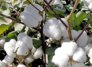 AGRIBUSINESS: Farmers urged to explore cotton farming