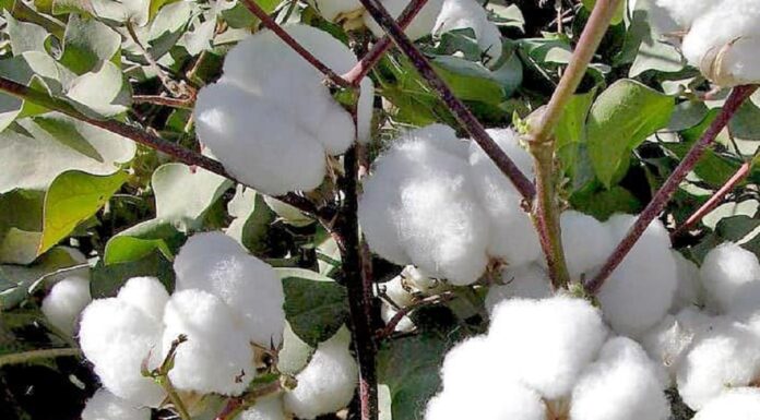 AGRIBUSINESS: Farmers urged to explore cotton farming