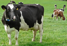 Why Trans Nzoia farmers are turning to dairy cattle