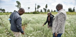 Nakuru farmers embrace pyrethrum revival drive