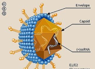 Hope for Hepatitis C patients as new drugs arrive