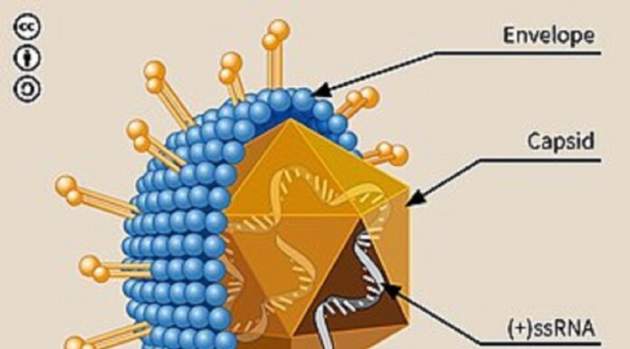 Hope for Hepatitis C patients as new drugs arrive