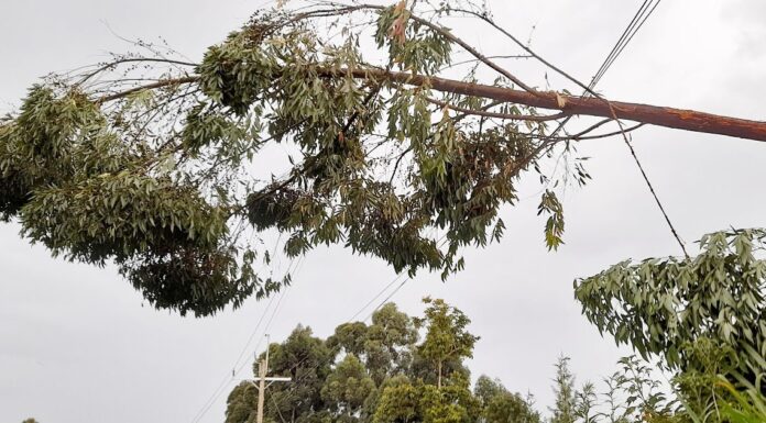 Electricity pole smashes former Kenya Power employee