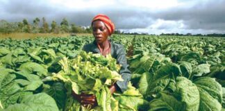 Association calls for heavy tobacco taxes to tame smoking
