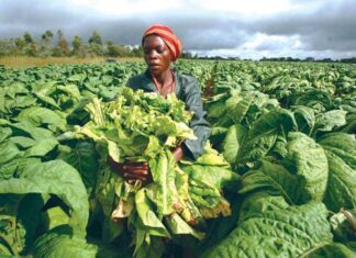 Tobacco Control: Is Kenya at a loss?