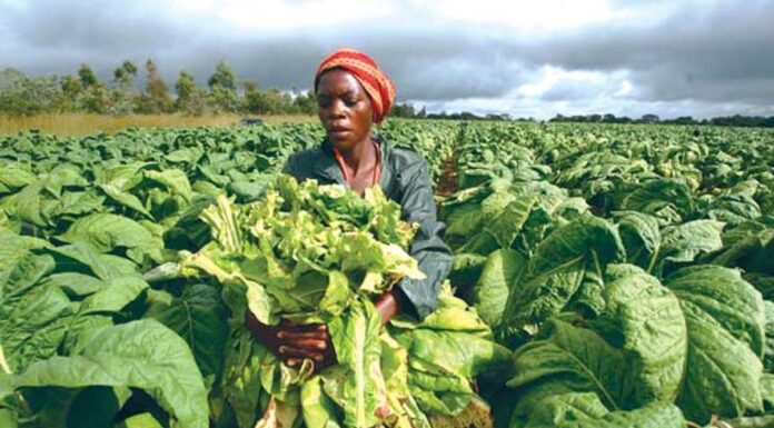 Tobacco Control: Is Kenya at a loss?