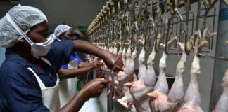 Kitui gets first chicken abattoir