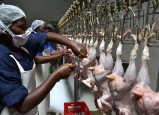 Kitui gets first chicken abattoir