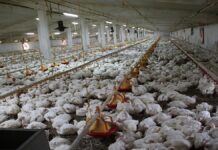 Young people urged to venture into poultry farming