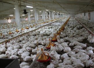 HEALTH: Where did the chicken on your plate come from?