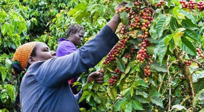 QUALITY vs QUANTITY: Which way Kenya’s coffee sector?