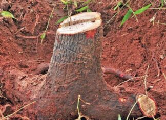 How makeup contributes to sandalwood trafficking