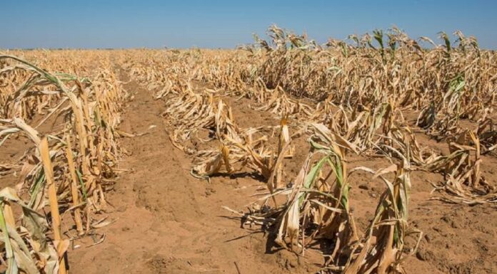 Invest in technology, alternative crops to mitigate effects of drought