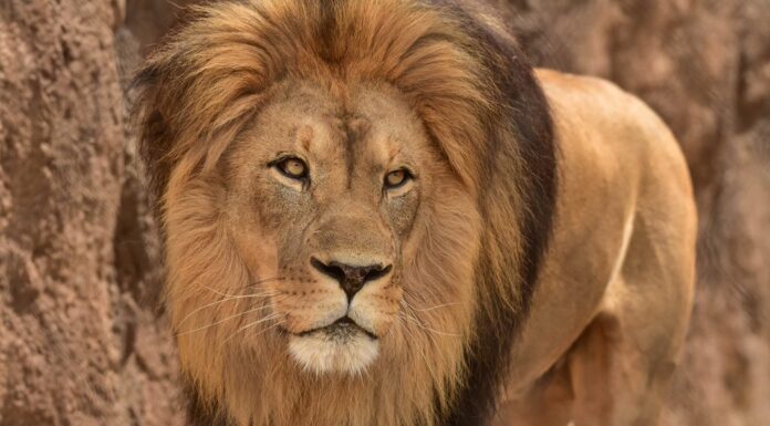 Cry for endangered king of African jungle