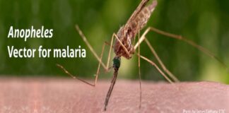 Scientists: Mosquito repellent could help prevent malaria