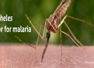 Scientists: Mosquito repellent could help prevent malaria