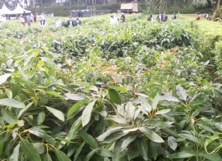 AGRIBUSINESS: Why avocado is the green gold