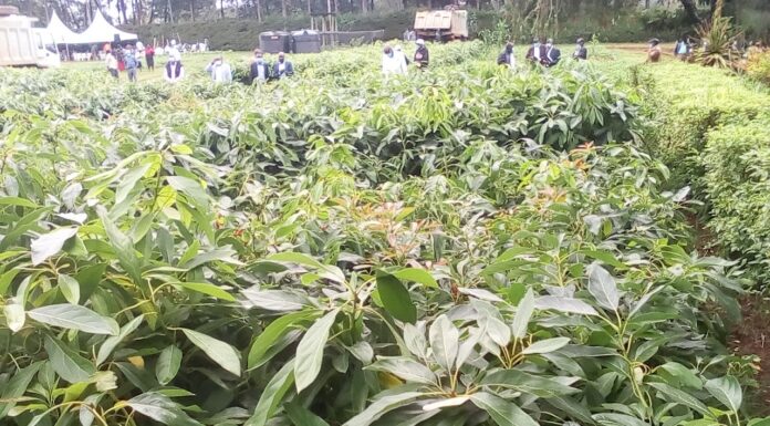 AGRIBUSINESS: Why avocado is the green gold