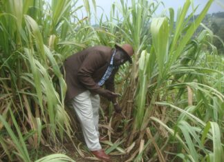 How MCA spends his time away from chambers