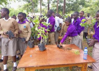 KEFRI and don plant trees at Kathukini School