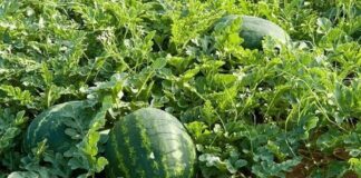 AGRIBUSINESS: Why melons, tape may be economy game changer in arid areas