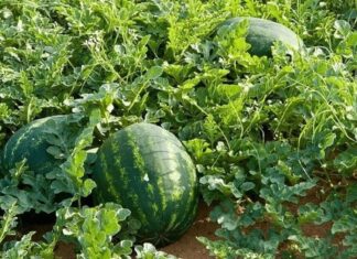 AGRIBUSINESS: Why melons, tape may be economy game changer in arid areas