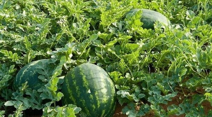 AGRIBUSINESS: Why melons, tape may be economy game changer in arid areas
