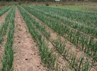 Here’s how a green revolution is taking shape in West Pokot