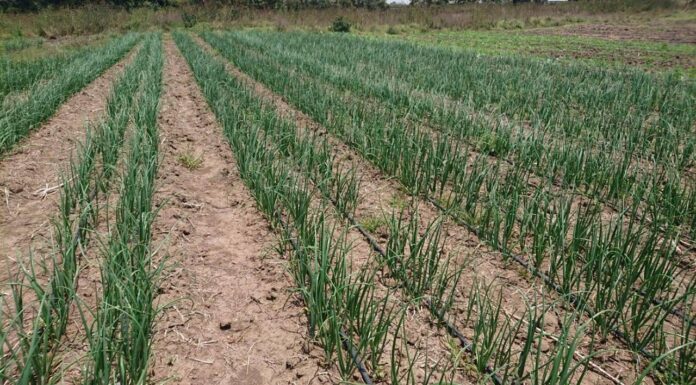 Here’s how a green revolution is taking shape in West Pokot