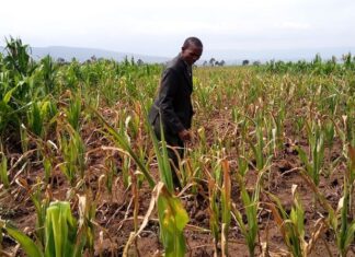 Kenya to bear another painful sting of climate change in 2022