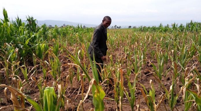 Kenya to bear another painful sting of climate change in 2022